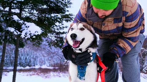 Siberian Husky Snow Paradise – Unlimited Fun! | Funny D...