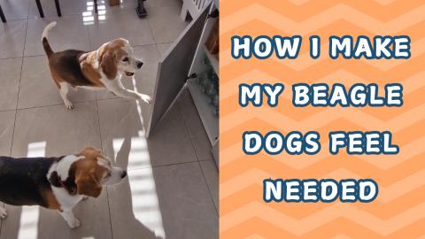 How I Make My Beagle Dogs Feel Needed 