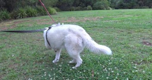 Two parents unhappy with wolves being too close to babies...