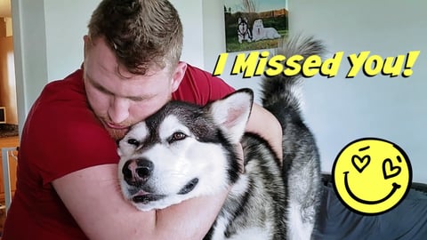 Malamute & Husky Reunited With Best Friend They Howl Toge...
