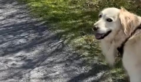 My morning walk with Lola the Golden Retriever 