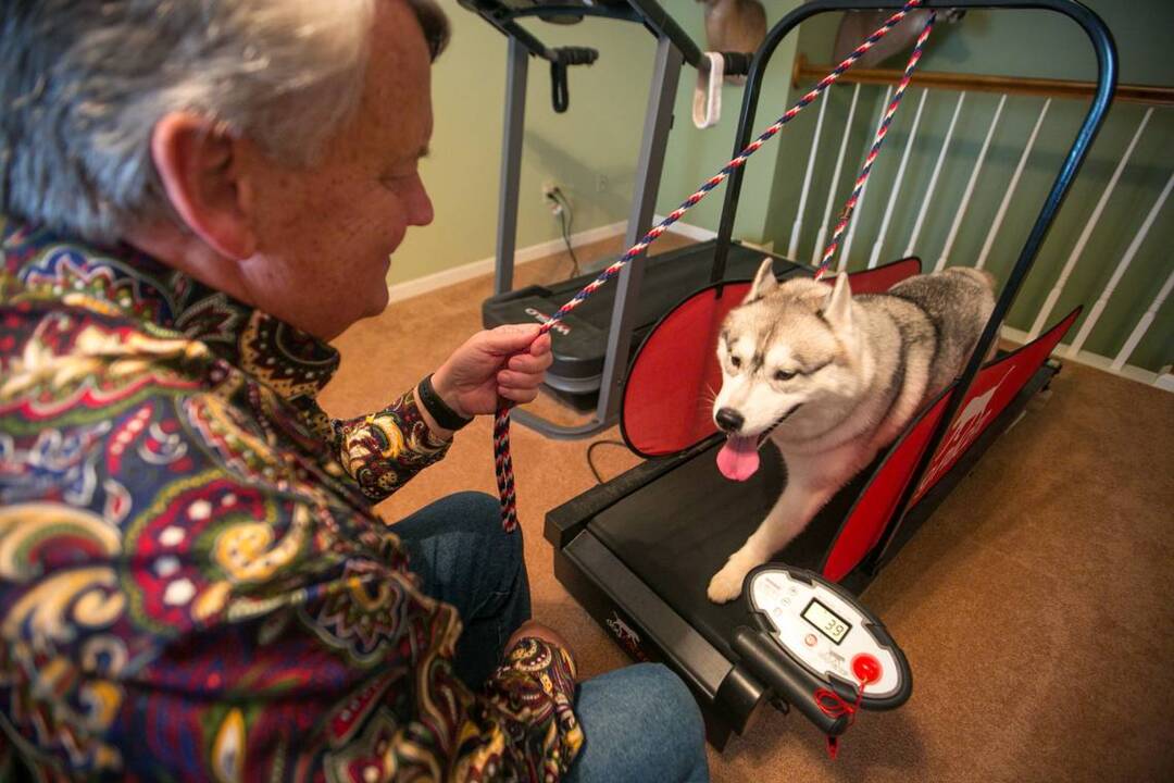 VIDEO Lexington Siberian Husky headed to Westminster Dog Show trains