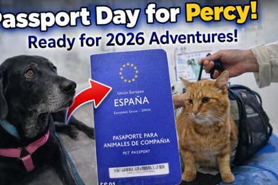 Passport Day for Percy! Ready for 2026 Adventures