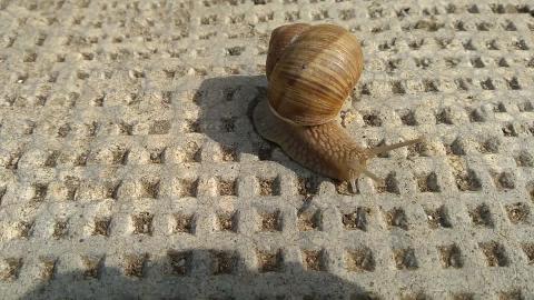 Snail 1