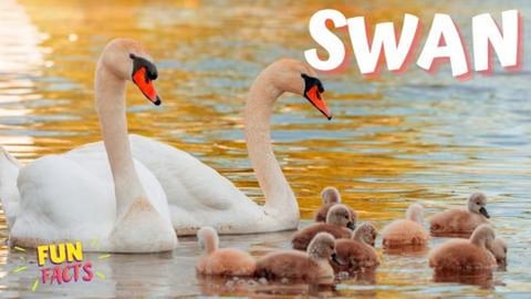SWAN - Surprising and Delightful Fun Facts You Never Knew...