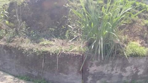 Passing Through Tea Gardens of Darjeeling | West Bengal