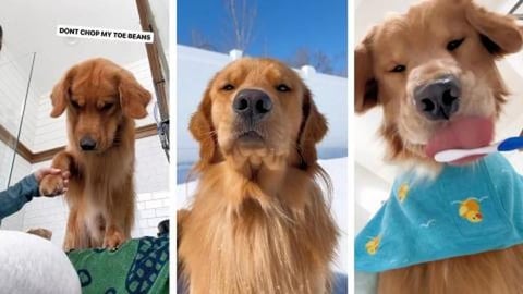 Please Don't Chop Our Toes!