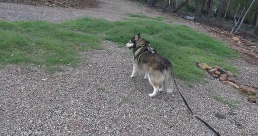 Being dragged on long hike by Husky's