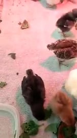 ASMR Baby Chicks Peeping: Kitchen Gardening With Kimberly...