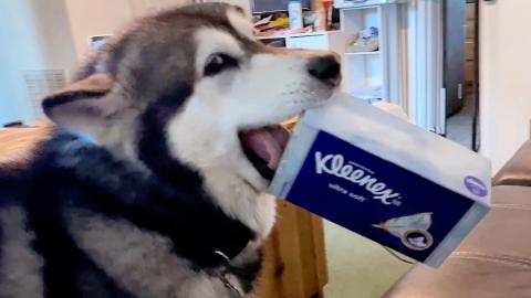 Malamute Helps Sick Mom | Gets Her Tissues!