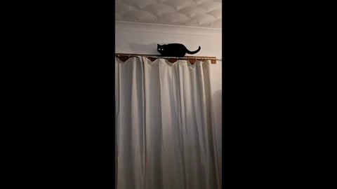 Is spider man or spider cat ?