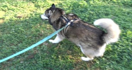 Husky puts on perfume for her boyfriend & Wolf rolled at ...