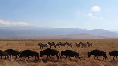 One Month in Tanzania - a Cinematic Journey