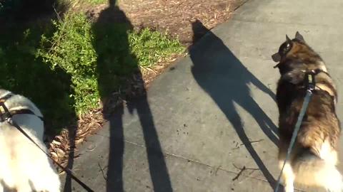 Husky chasing birds, playing in a puddle and Malamute rol...