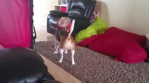 Dog and Baby Playing Together