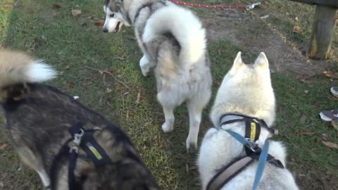 We meet a husky & house reno’s with Wolf and happy husk...