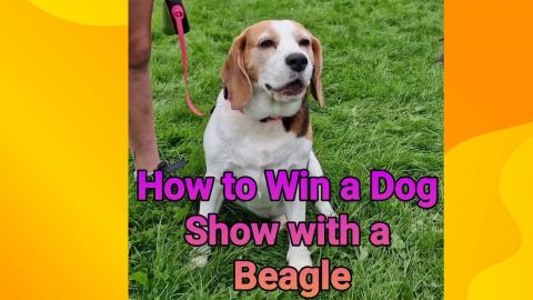 Beagle Bribery: The Only Way to Win a Dog Show