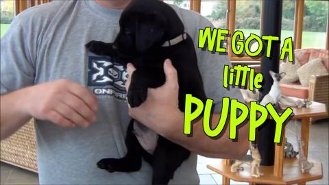 Percy the Labrador - Puppy Video - The Lost Files