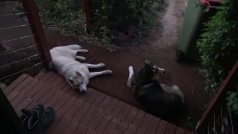 Time for a Husky & Malamute too take a break