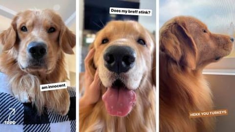 Am Gunna Eat You Turkey!