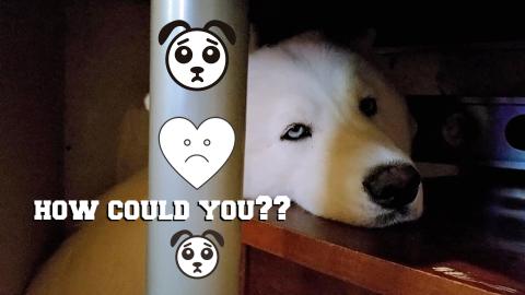 Husky Pouting Because I Told Her No