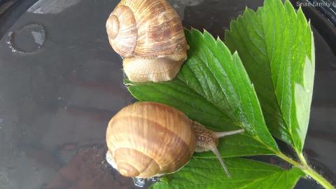 Snail family !