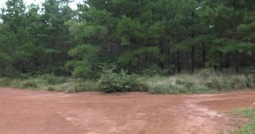 Hiking along forestry roads and getting lost