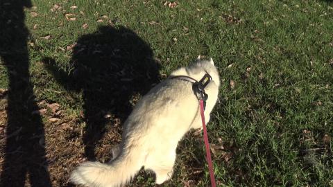 Husky wants to say hello to these unkempt dogs