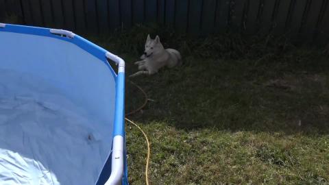 Our first leaf, first husky & first malamute in the pool