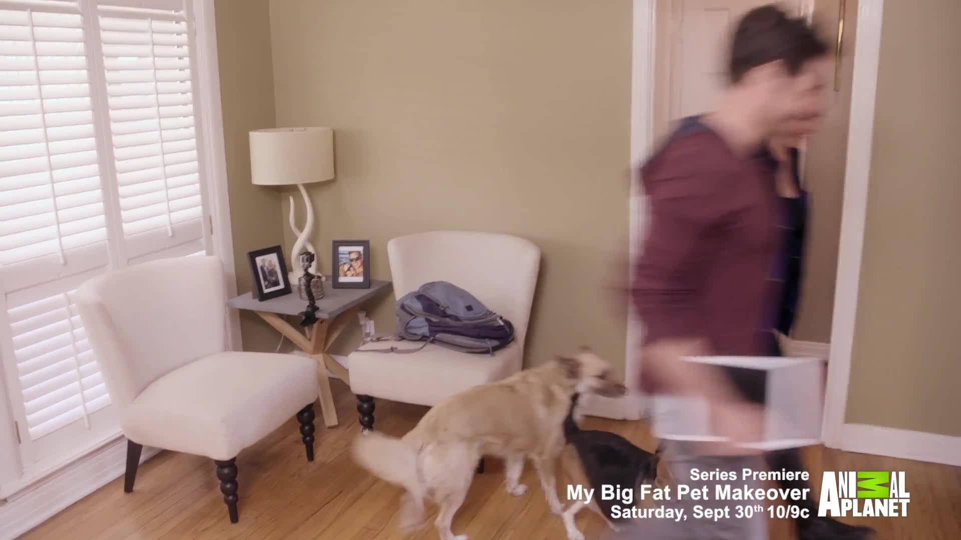 This Obese Beagle Will Do Anything For Beef Jerky | HuffPost Weird News