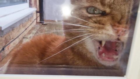 Kitten Elvis is trying to attack me through the window
