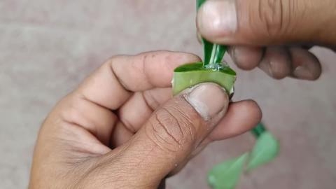 Best Natural Rooting Hormone_ How to Grow Adenium Plant F...