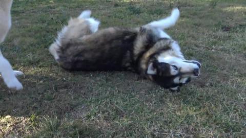 Tenant is creating problems for Husky & Malamute