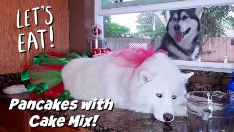 My Dogs Reunited | Breakfast With The WaterWolves | Cake ...