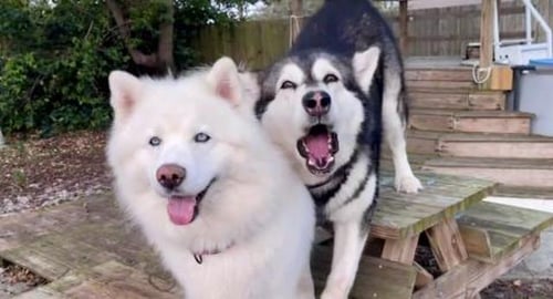 Smartest Husky Ever! Watch and See Just how Smart she is