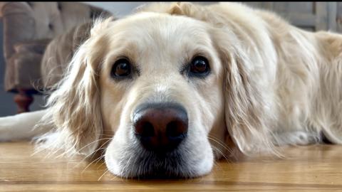 Jaws Theme  : Lola vs the Stuffy 