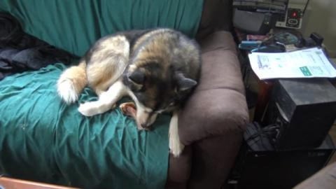 Husky treats, enjoy your pigs ears