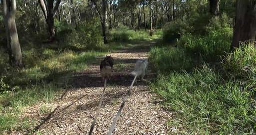 So hot for Husky's for a hike at Highfields falls