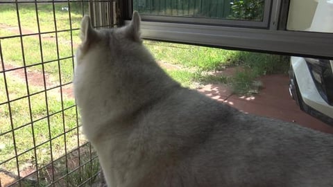 Husky is very interested in work across the street