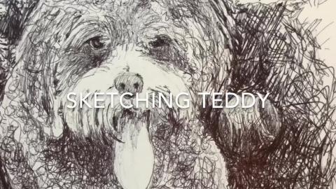 My Doodle of Teddy the Double Doodle.... ink sketch Timel...
