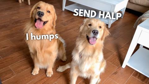 LIVE My Dog Reacts to Surprise Girlfriend Visit