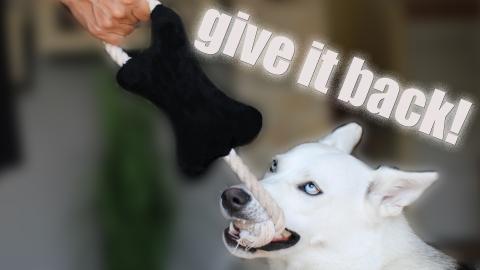 my dog ​​gets mad because i took her favorite toy