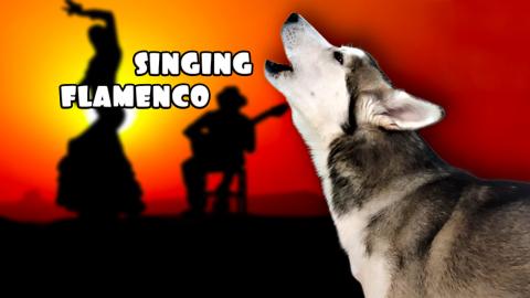 Husky Singing Flamenco!  | Funny Dogs Video