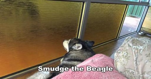 Wolf & Tikaani howling, come join in