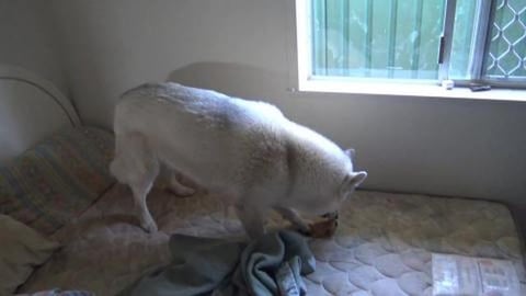 Pigs ear vs. Husky