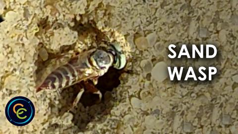 Sand Wasp