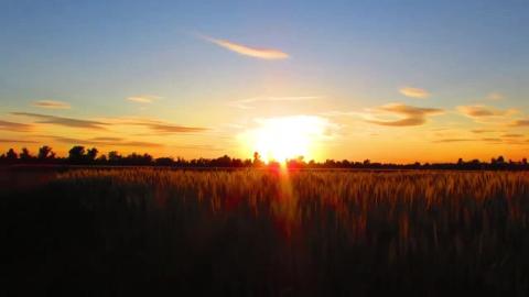 Forest 4K ｜ Nature Relaxation video • Peaceful Relaxi...