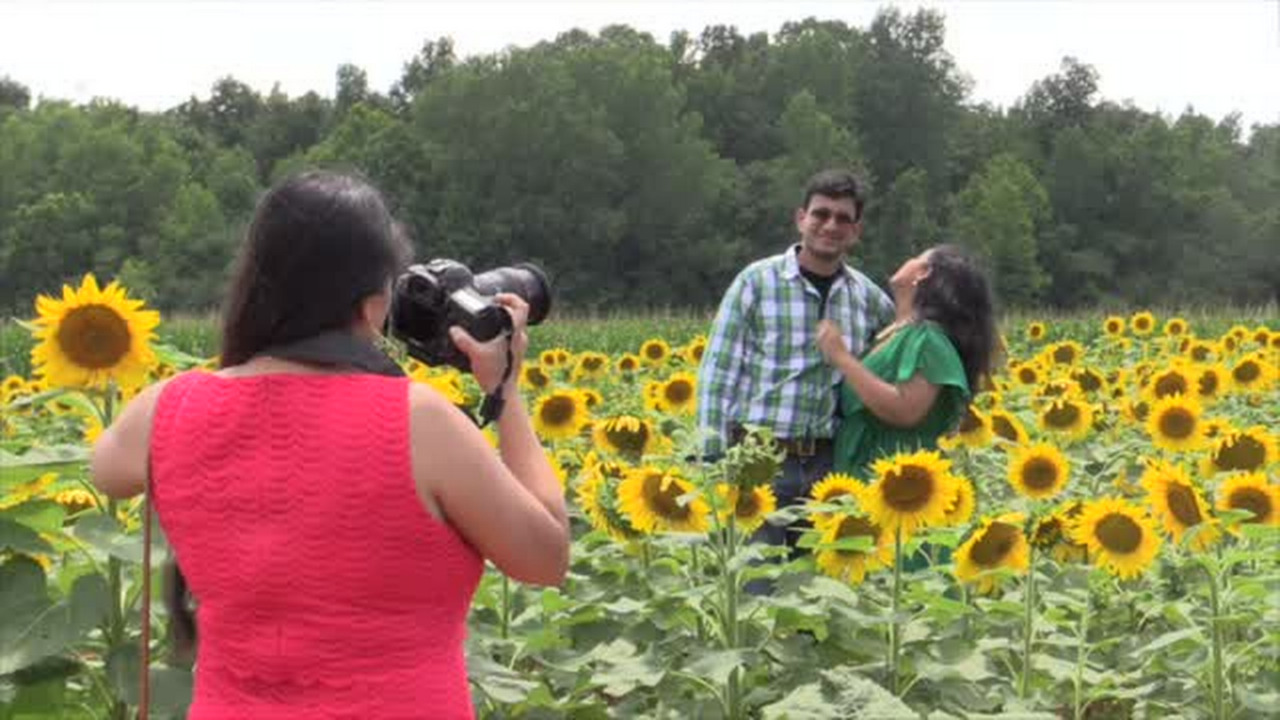 Sunflower fields in York County attract tourists, photographers