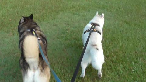 Malamute & Husky go bird watching