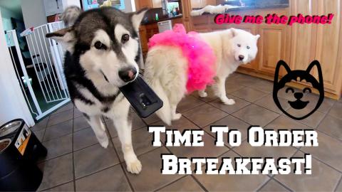 My Dogs Steal My Phone To Order Breakfast From Grubhub